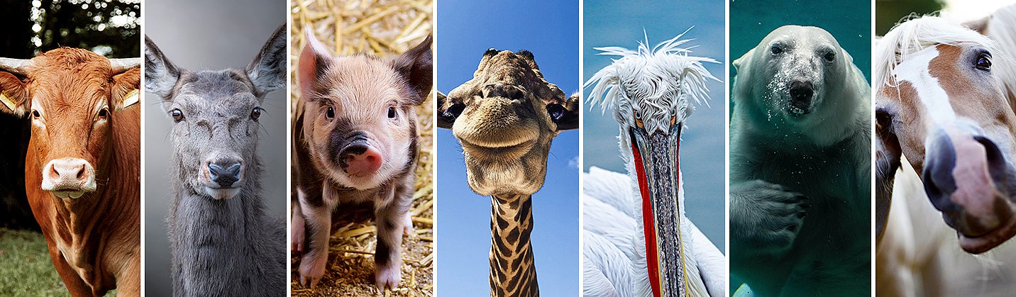 Sieben unterschiedliche Tierarten 