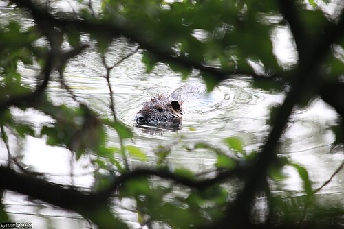 Nutria schwimmt im Wasser, Sicht durch Bäume