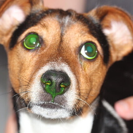 Fluoreszein Hund