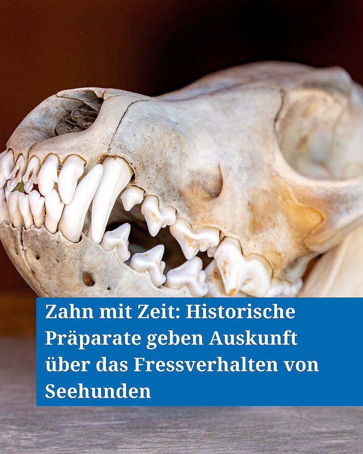 Der Schädel eines Seehundes.