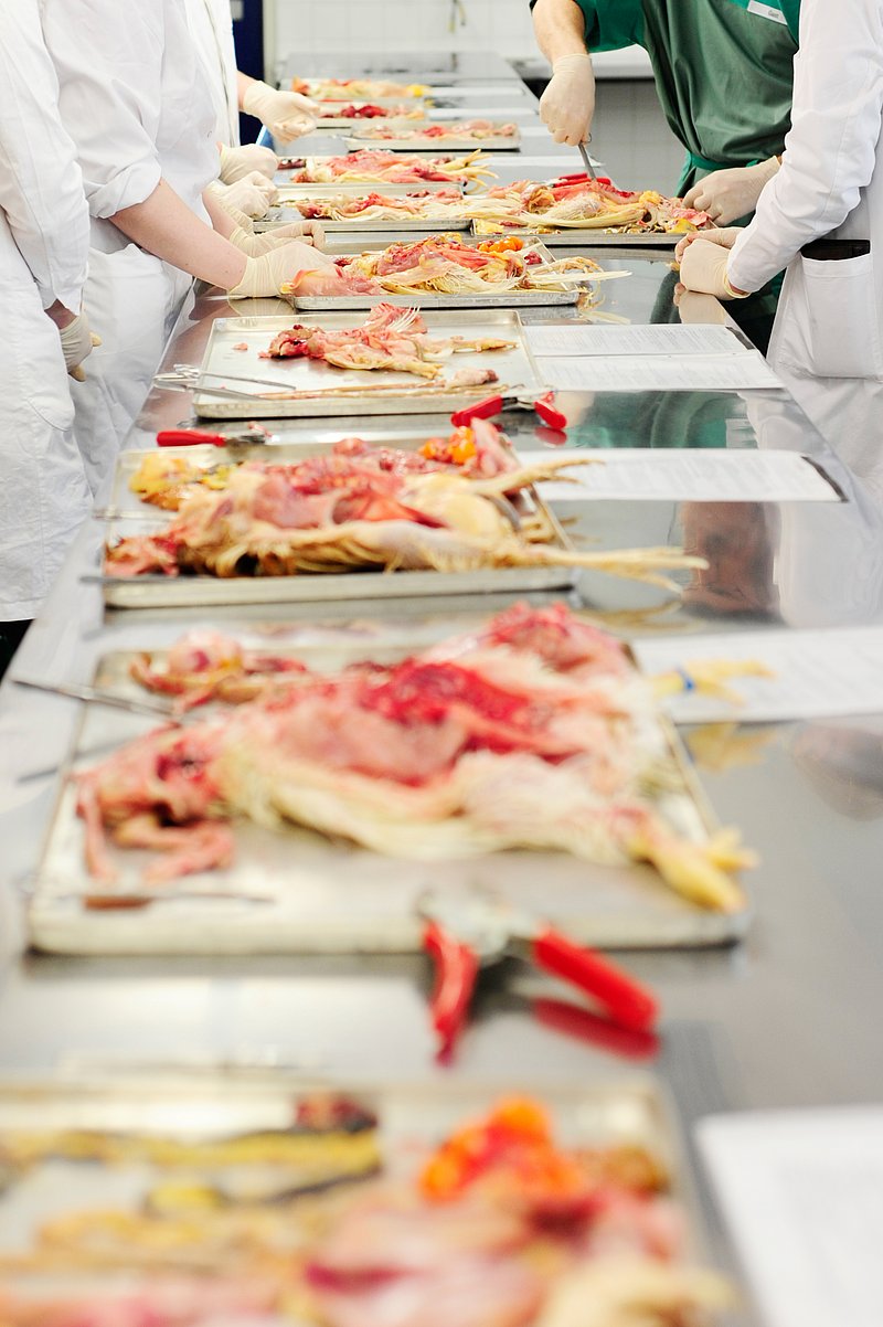 Sektionskurs in der Klinik für Geflügel