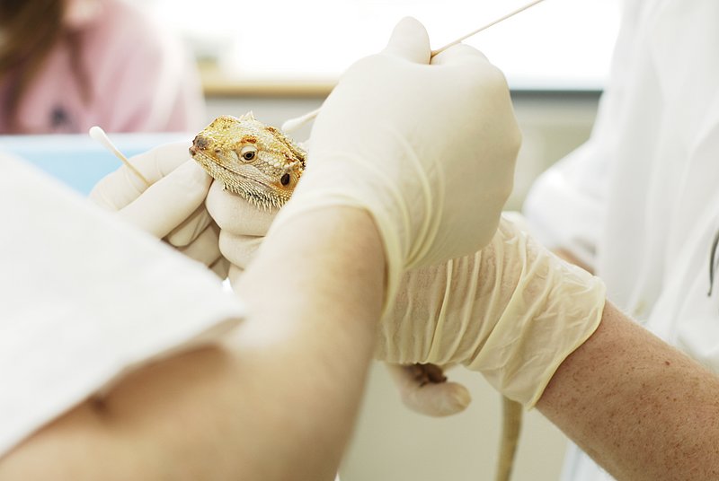 Probenentnahme bei einer Bartagame in der Klinik für Heimtiere, Reptilien und Vögel