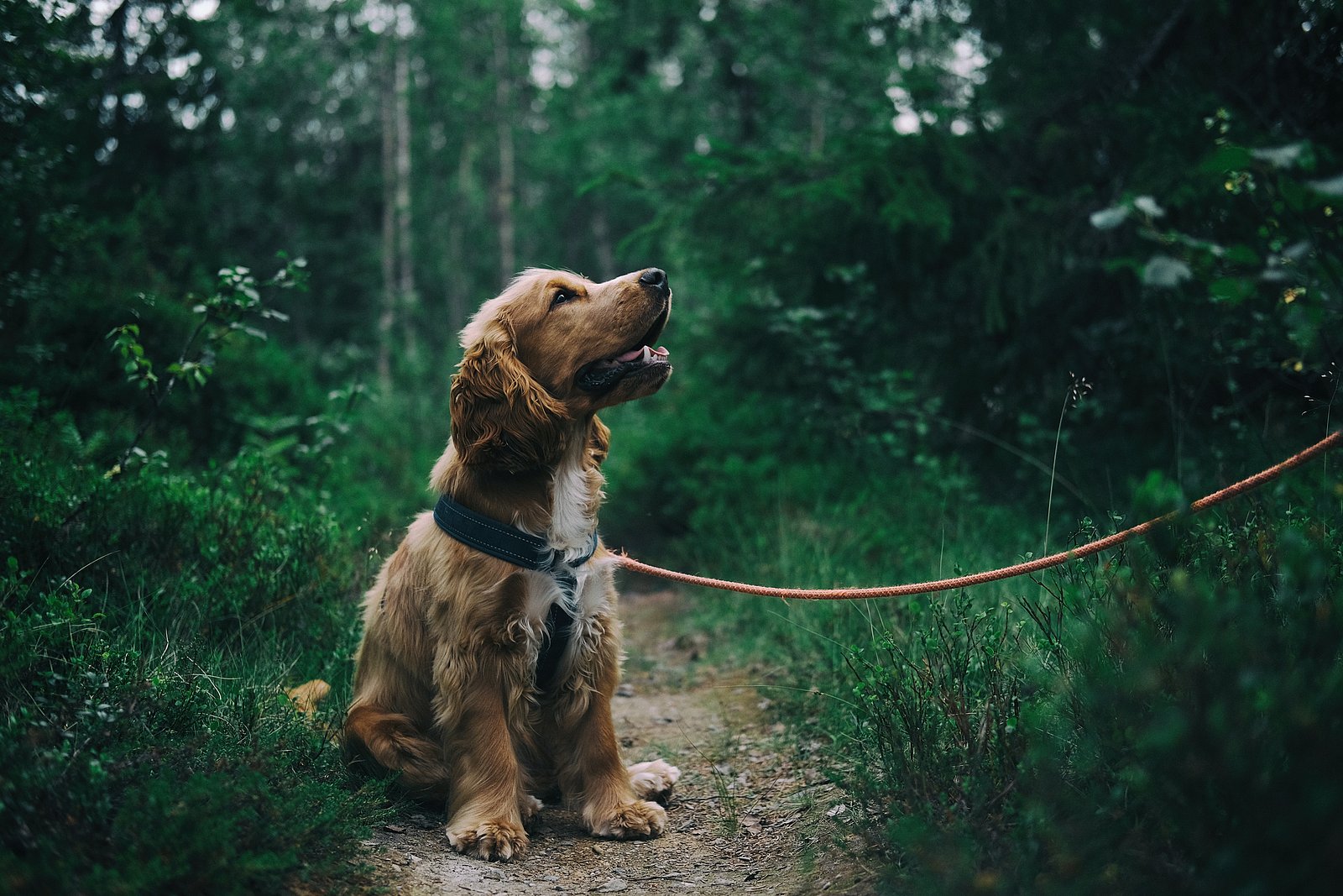 Hund im Wald
