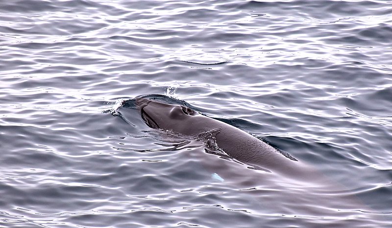Minke whale head at the surface