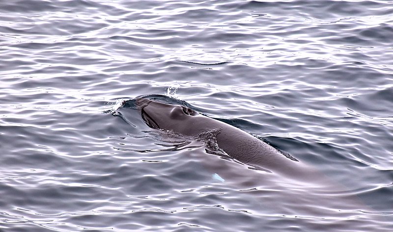 Zwergwal, Kopf an der Wasseroberfläche