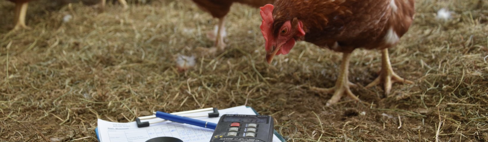Photo: A chicken is curiously leaning its head towards a clipboard with paper, a pen and a measuring device lying in the straw. 