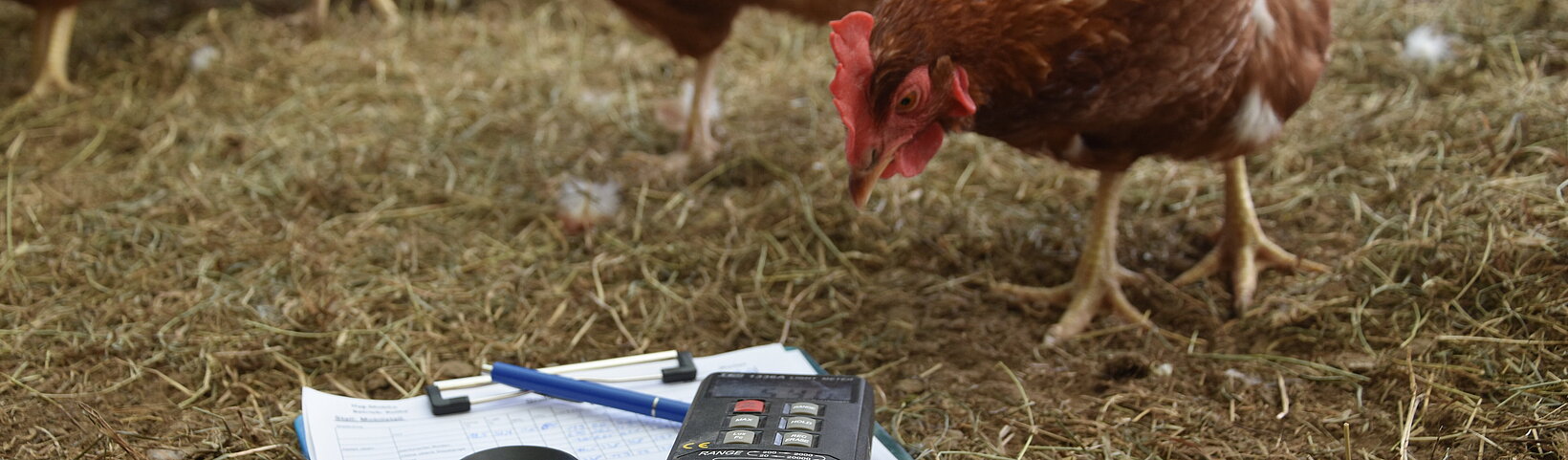 Foto: Ein Huhn neigt den Kopf neugierig einem im Stroh liegenden Klemmbrett mit Papier, einem Kugelschreiber und einem Messgerät entgegen. 