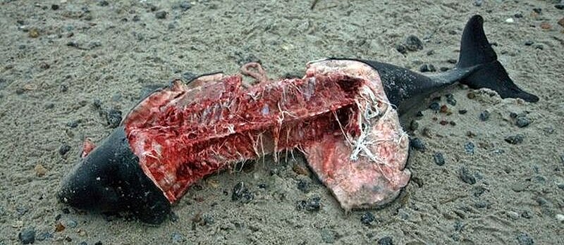 Harbour porpoise, dead 