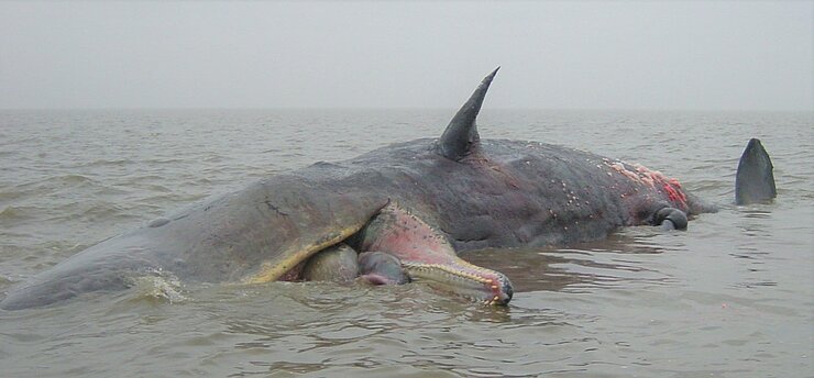 Stranded sperm whale