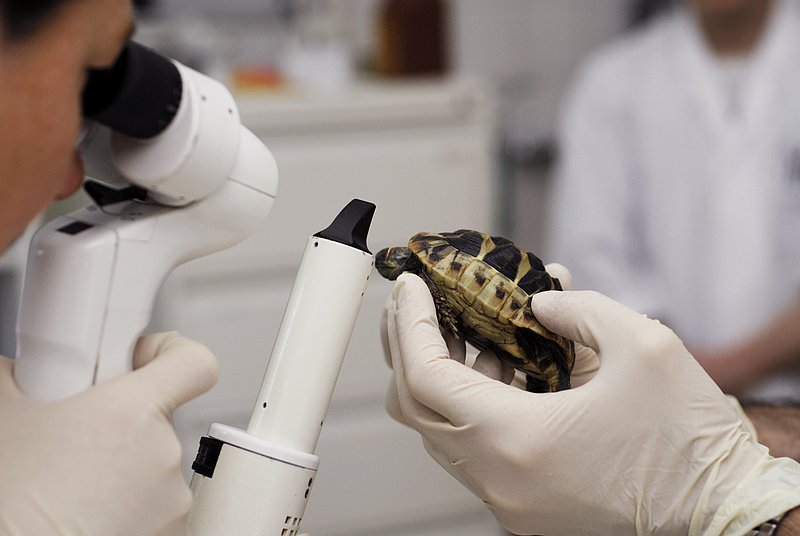 Untersuchung einer Schildkröte in der Klinik für Heimtiere, Reptilien und Vögel