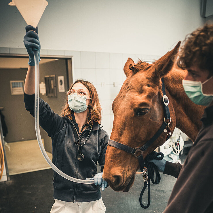 Einem Pferd wird nach einer langen Sedierung Flüssigkeit über eine Nasenschlundsonde verabreicht