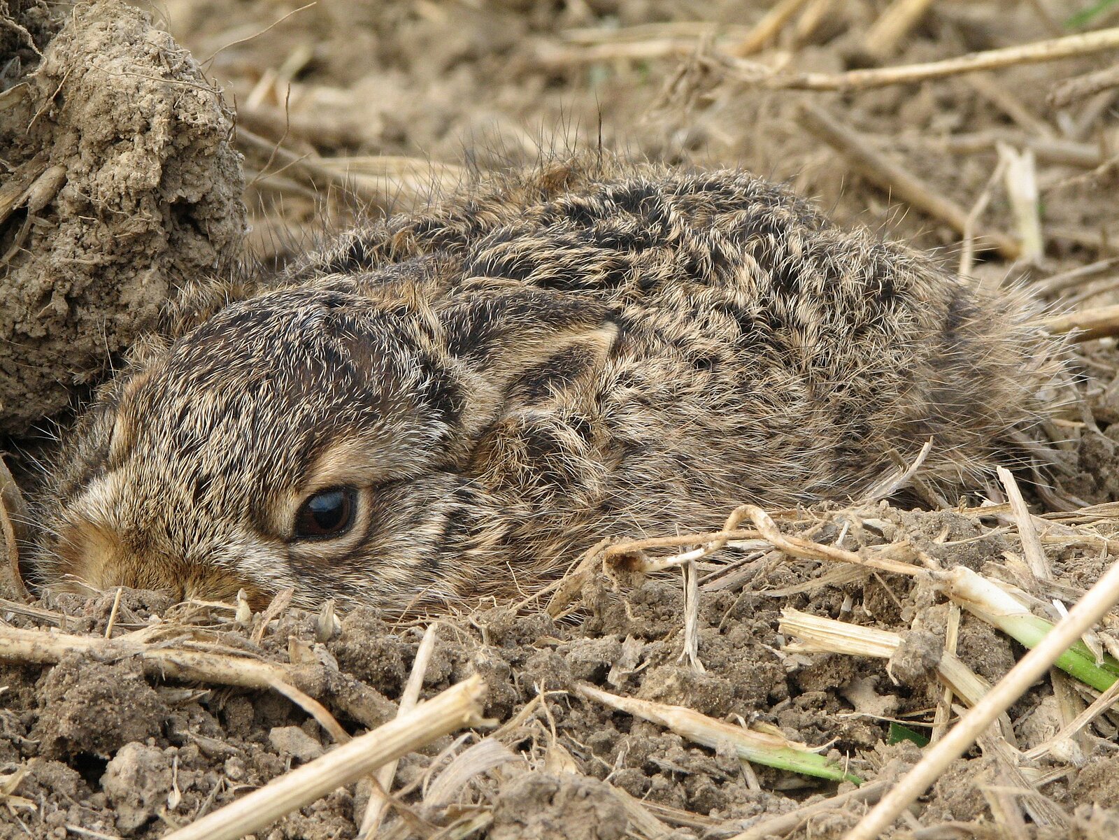 Junger Hase