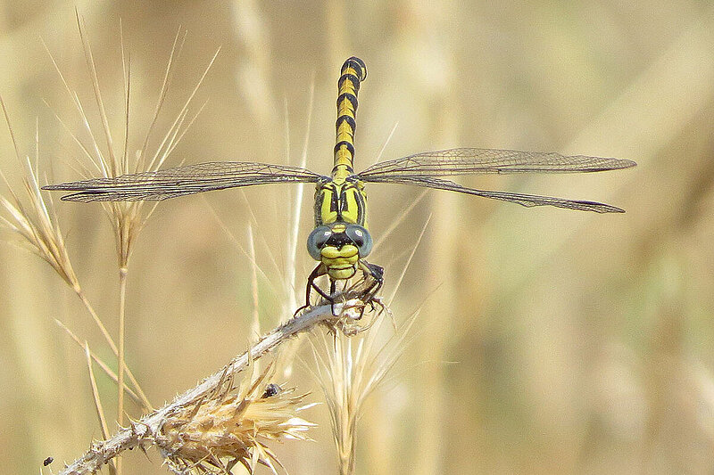 female specimen of Onychogomphus uncatus