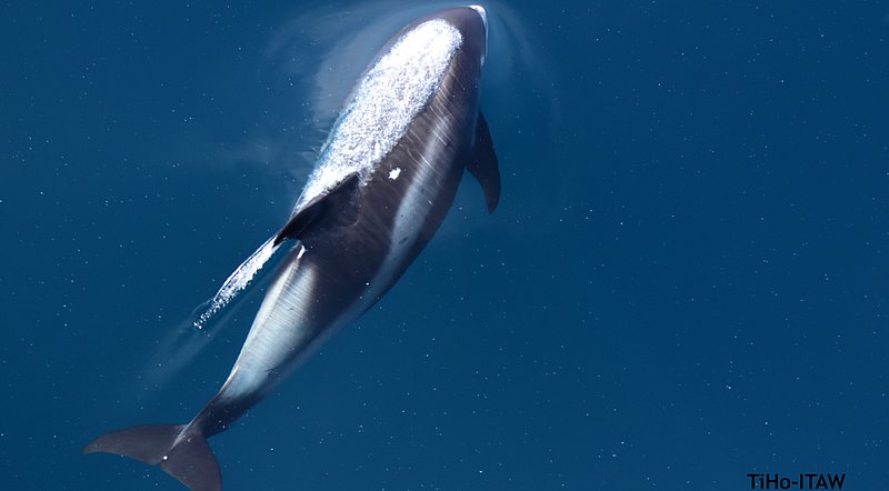 White-beaked dolphin, swimming