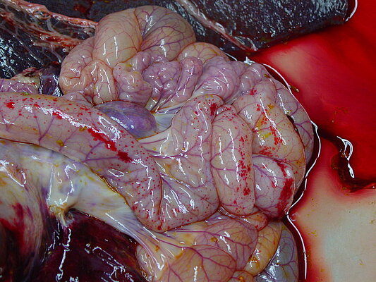 Hemorrhages / petechia of the intestines