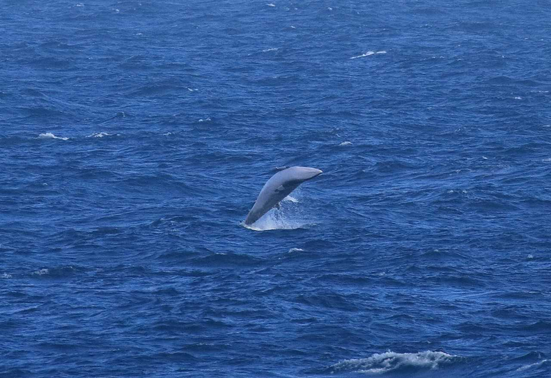 jumping minke whale
