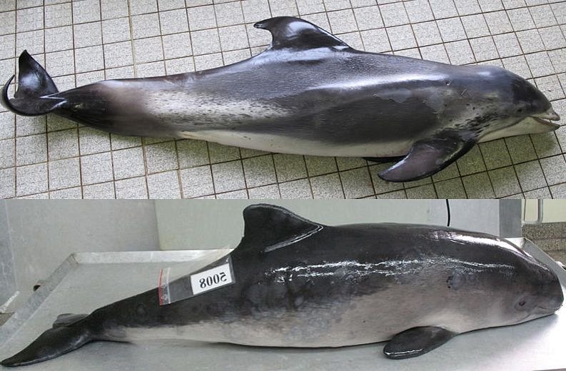 Emaciated harbour porpoise and harbour porpoise in good condition