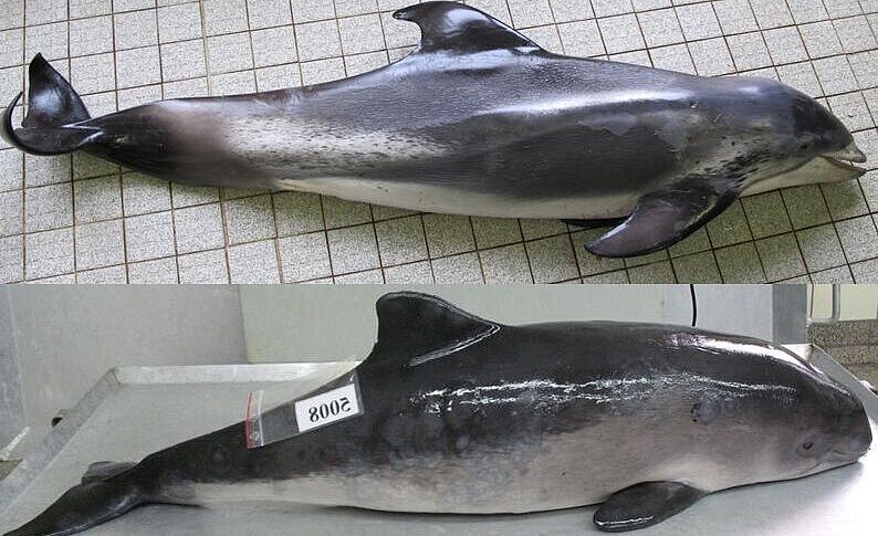 Emaciated harbour porpoise and harbour porpoise in good condition