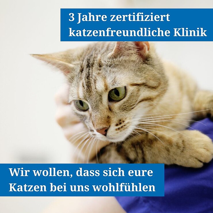 Klinikmitarbeiter mit Katze auf dem Arm