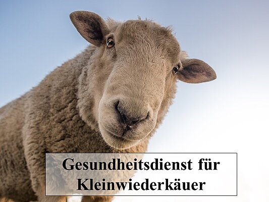 ein neugiereig in die Kamera schauendes weißes Schaf mit Schriftzug "gesundheitsdienst für Kleinwiederkäuer"