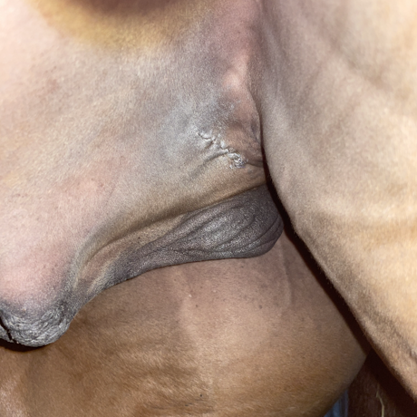 Pferd nach Kastration