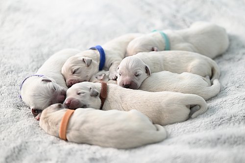 Hundewelpen mit bunten Halsbändern