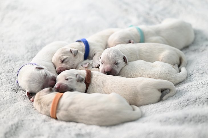Hundewelpen mit bunten Halsbändern