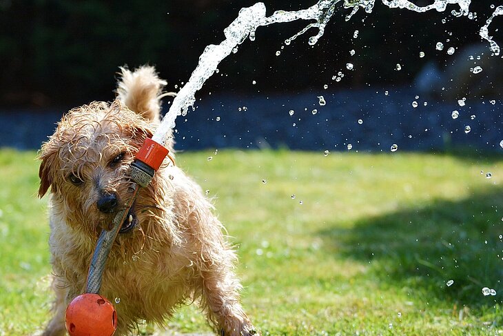 Hund spielt mit Gartenschlauch.