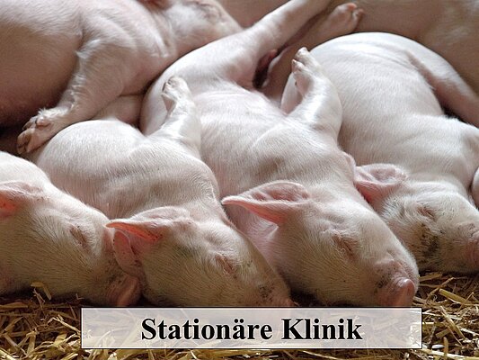 eine Gruppe schlafender Ferkel und Schriftzug "Stationäre Klinik"