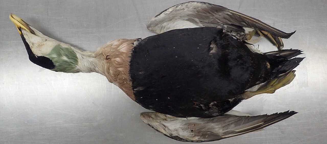 Dead common eider (Somateria mollissima) lying on its back