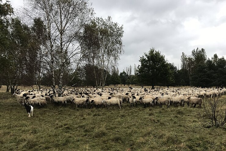 Schafherde in der Heide vor Birken