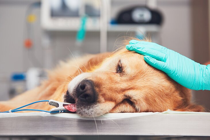 Ein Hund auf dem OP-Tisch. Häufig fällt Besitzern bei schwerkranken Tieren die Entscheidung schwer, ob noch eine tierärztliche Behandlung erfolgen soll. Foto: chalabala, Fotolia.com