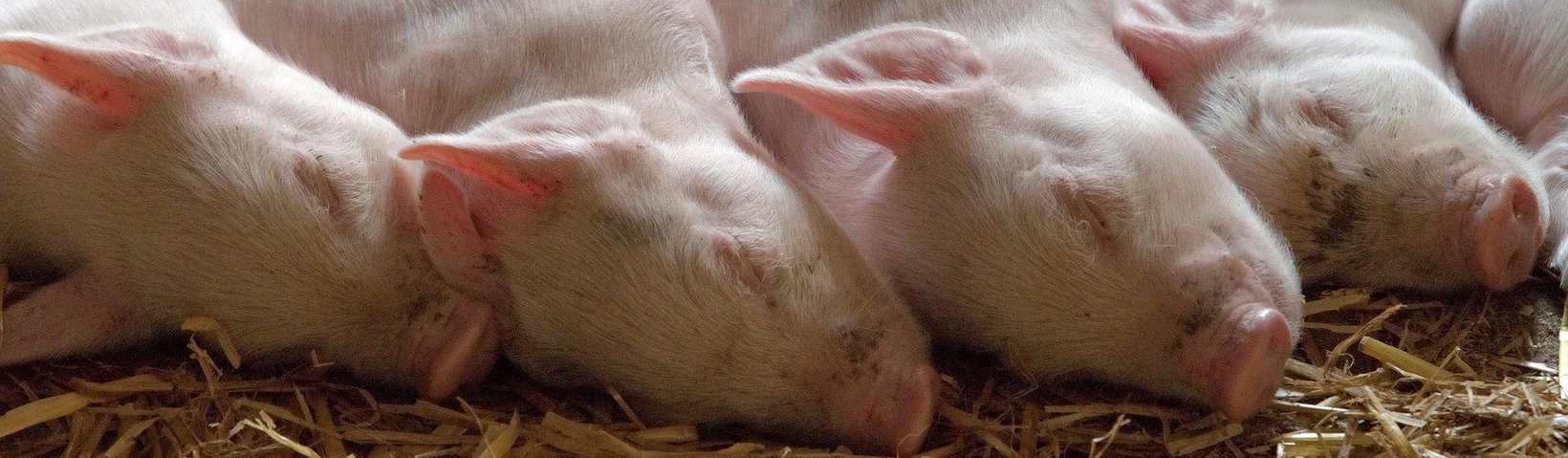 Schlafende Ferkel