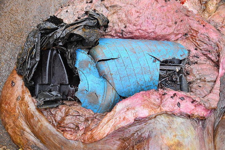 PM160323_Pottwale_Plastik.jpg