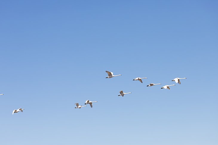 fliegende Schwäne