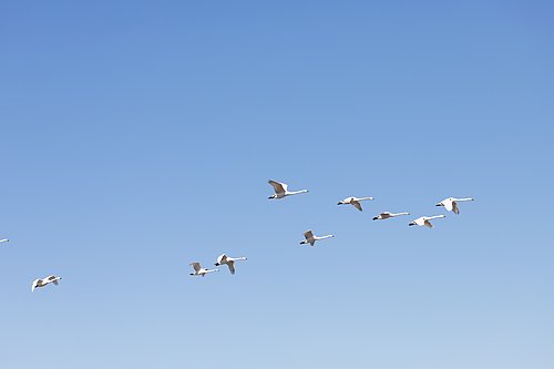 fliegende Schwäne