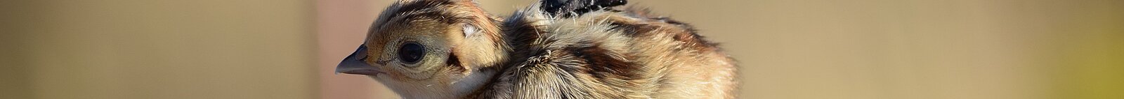 Pheasant chick