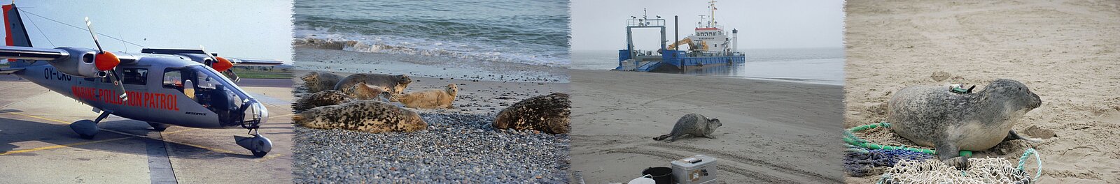 Survey airplane Partenavia, grey seal at the beach, research boat at the beach,harbour seal with transmitter,