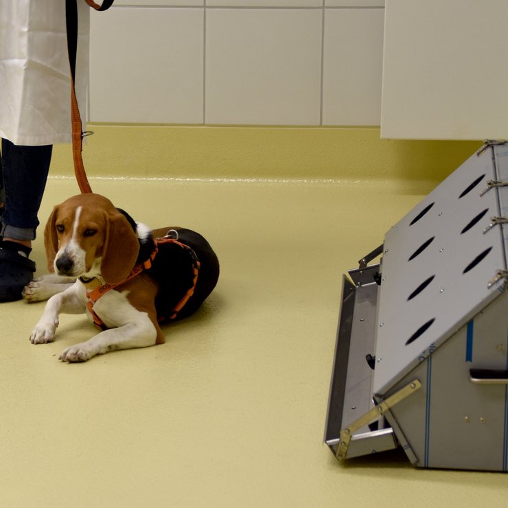 Beagle Djaka Beagle Djaka