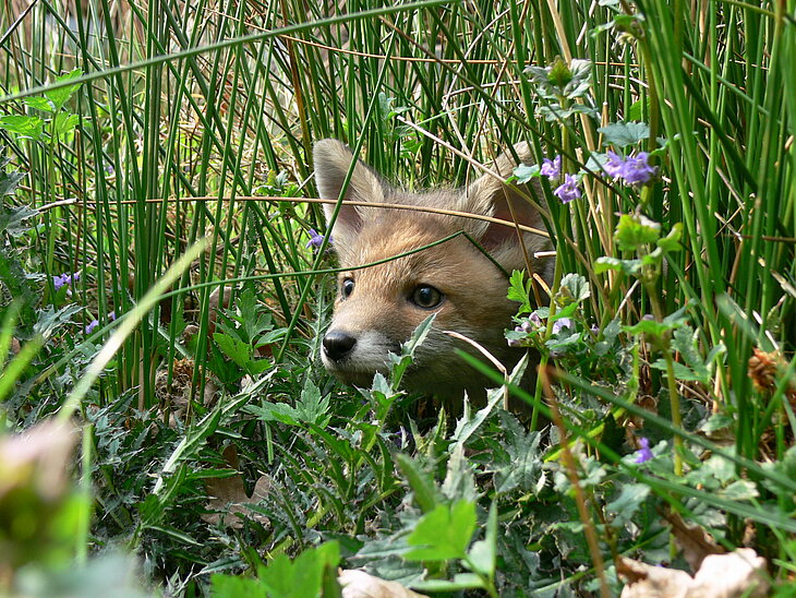 Fuchswelpe im Gras