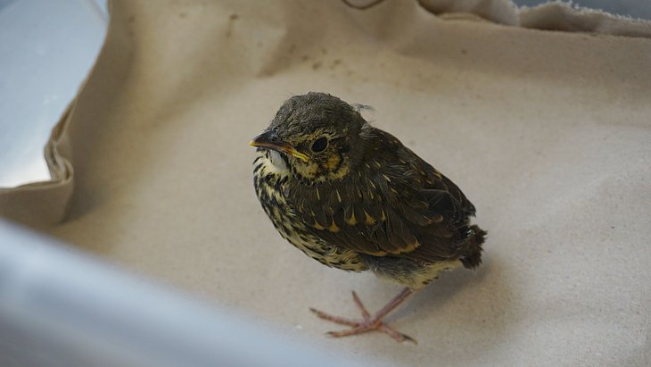 Eine juvenile Amsel wurde zur TiHo gebracht, obwohl sie als Ästling keine Hilfe gebraucht hätte.