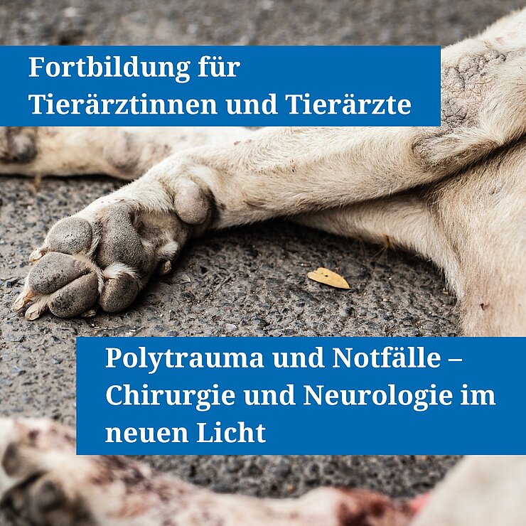 Ein Hund liegt auf der Straße