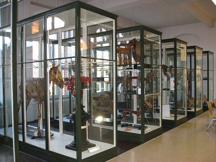 Foto der Schauvitrinen in der Lehrsammlung des Anatomischen Instituts