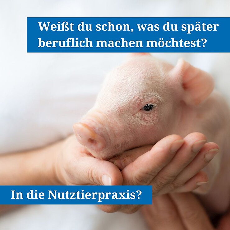 Ferkel auf dem Arm eines Menschen mit der Beschriftung: Weißt du schon, was du später beruflich machen möchtest?