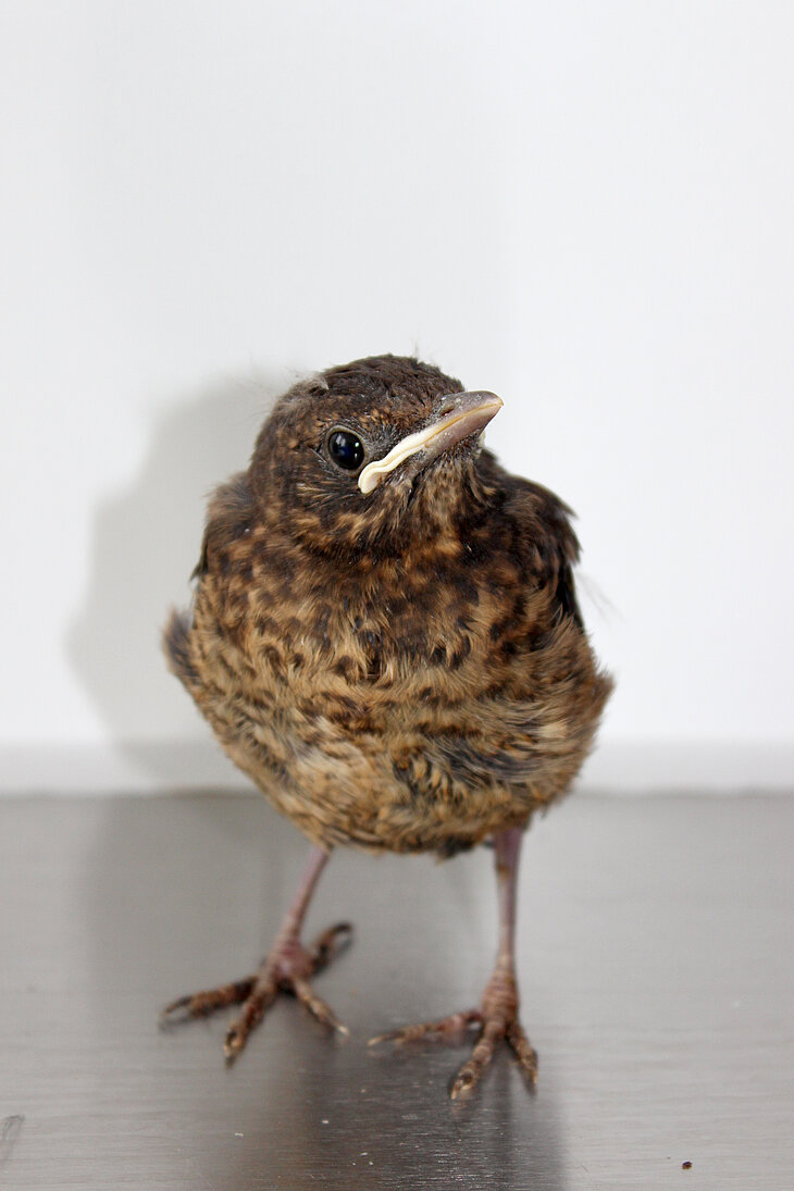Junge Amsel