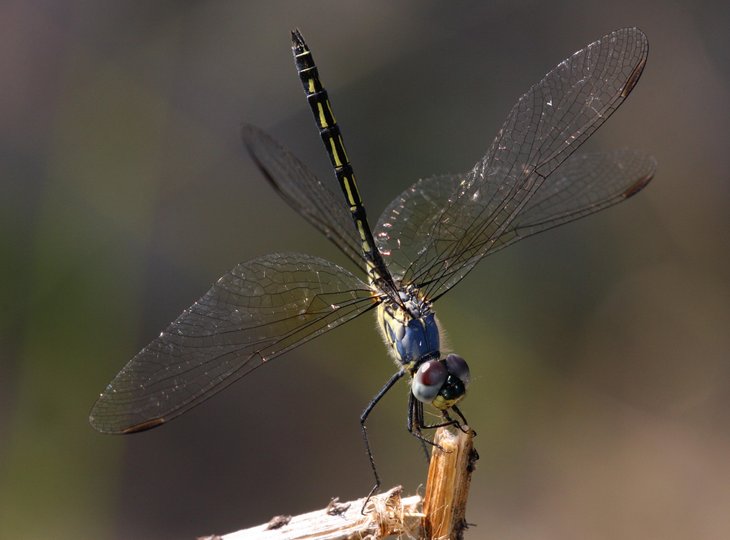 PM101011_Libellen_T_morrisoni_male_Bovu_Isl.JPG