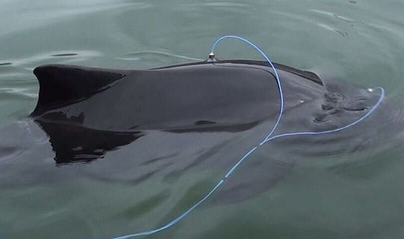Harbour porpoise with Sensors for the measurement of "Auditory Evoked Potentials (AEP)".
