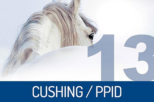 Ein Pferd und die Worte Cushing/PPID.