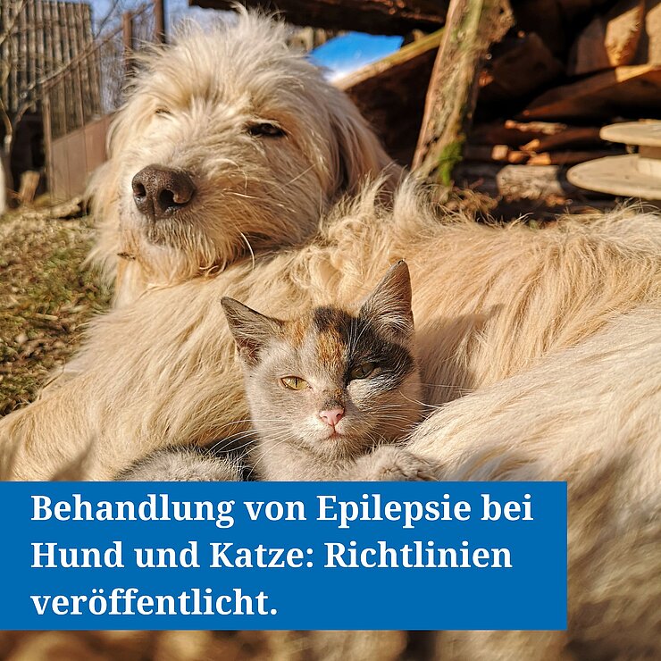 Hund und Katze liegen aneinander geschmiegt nebeneinander. Darüber steht: Behandlung von Epilepsie bei Hund und Katze: Richtlinien veröffentlicht.