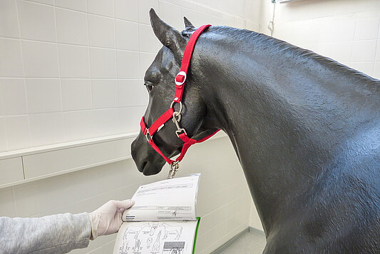 Station Handling Pferd